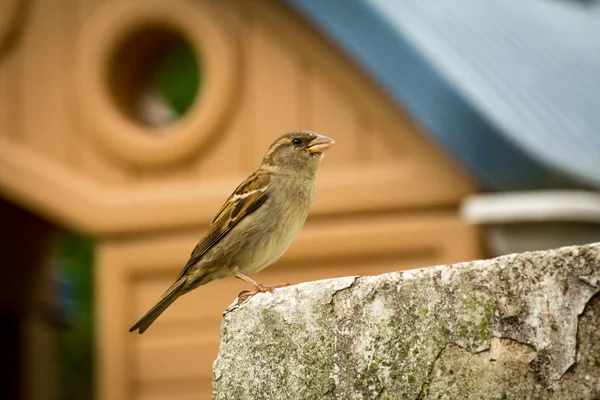 Female House Sparrow Perched Rock Wall Shed Background — Stock Photo, Image