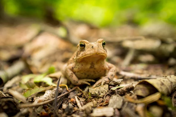 Macro Grumpy Eastern American Toad Natural Habitat Selective Focus — Stock Photo, Image