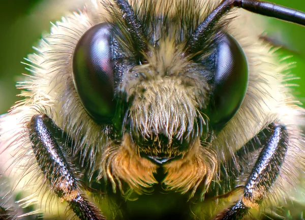 Aşırı Closeup Makro Kuzey Kehribar Bumblebee Bombus Borealis — Stok fotoğraf