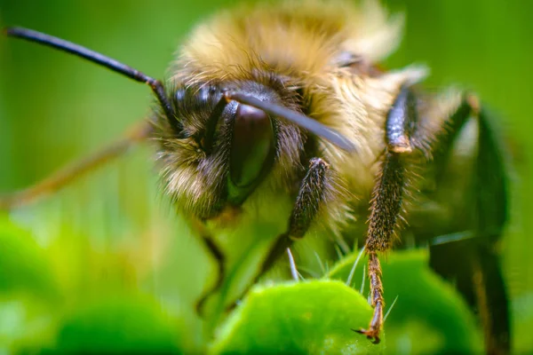 Skrajny Zbliżenie Makro Północnej Bursztynu Trzmiel Bombus Borealis — Zdjęcie stockowe