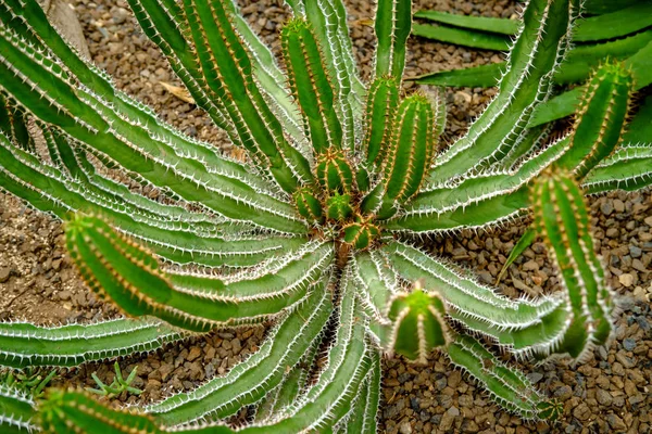 Euphorbia Hottentota Cactus Del Desierto Verde Suculento Africano —  Fotos de Stock