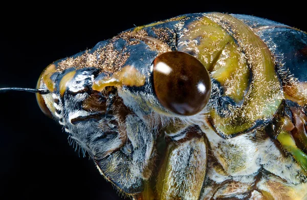 Closeup Macro Cicada Locust Pest Control Farming Image — Stock Photo, Image