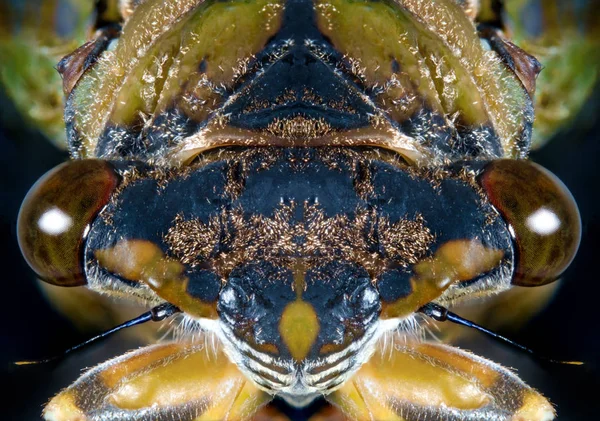 害虫駆除と農業画像クローズ アップ マクロ蝉イナゴ — ストック写真