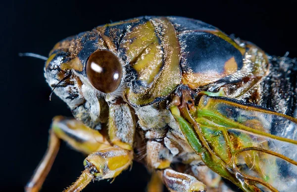 Closeup Makro Böceği Çekirge Pest Kontrol Tarım Yansıması Için — Stok fotoğraf