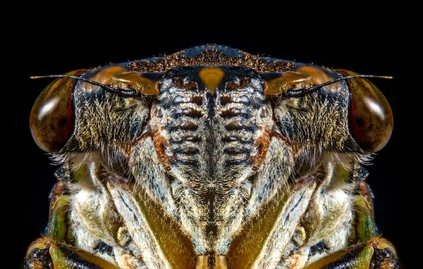 Detailní Makro Cikáda Locust Pro Boj Proti Škůdcům Obraz Zemědělství — Stock fotografie