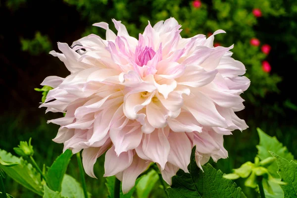 Closeup Όμορφη Ντάλια Ροζ Λουλούδι Στον Κήπο Κατωφλιών — Φωτογραφία Αρχείου
