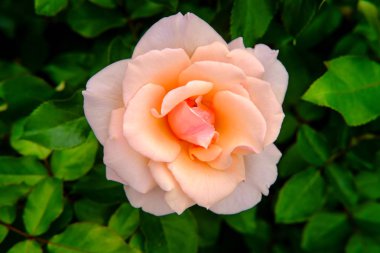 Closeup macro pink floribunda hybrid rose tea crossbreed clipart