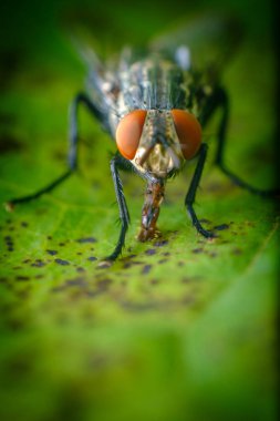 Extreme close up macro flesh fly on green leaf clipart