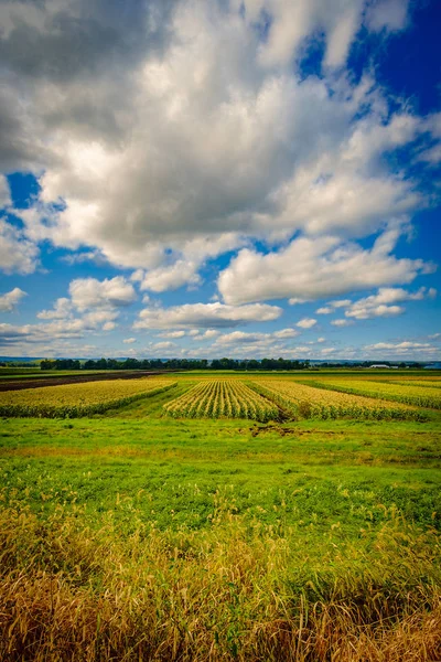水平線を示す緑豊かな農地の上の青い空 Cloudscape — ストック写真