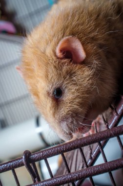 Süslü açık kahverengi renkli dumbo kafes açılışında evde beslenen hayvan iri fare kulaklı