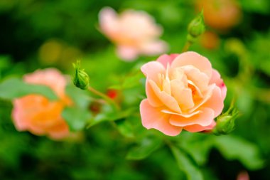 Closeup makro pembe floribunda hibrid gül çay azman