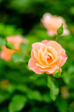 Closeup makro pembe floribunda hibrid gül çay azman