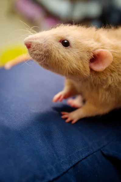 Fantasía Color Cervatillo Dumbo Oído Mascota Rata Explorar Sofá —  Fotos de Stock