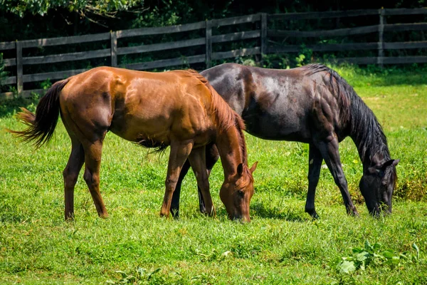 Horse Ranch Farm Yard Bright Green Grass — Stock Photo, Image