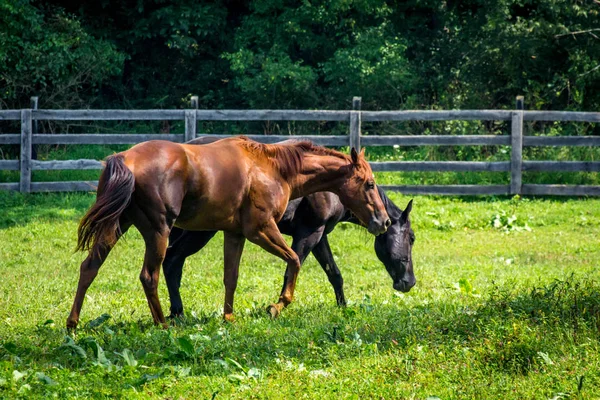 Ranch Chevaux Ferme Cour Avec Herbe Vert Vif — Photo