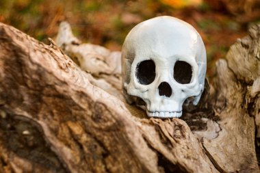 Korkunç jawless Cadılar Bayramı kafatasında eski ahşap ağaç kütüğü