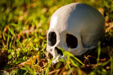 Korkunç jawless Cadılar Bayramı kafatasında sonbahar yaprakları düşmüş