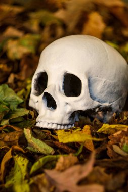 Korkunç jawless Cadılar Bayramı kafatasında sonbahar yaprakları düşmüş