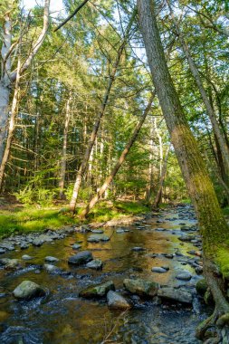 Orman suyu zamanda donmuş yosunlu kayalara çarpıyor.