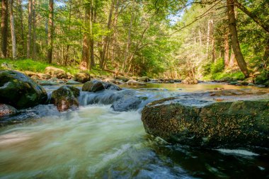 Orman suyu zamanda donmuş yosunlu kayalara çarpıyor.