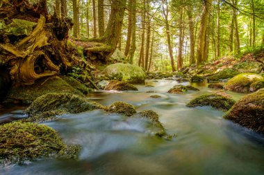 Yaz günü orman suyu hareket bulanıklığı dalgalarıyla