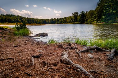 Bataklık bataklık doğa manzarası Aydınlık bir yaz gününde