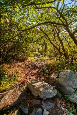 Orman doğa iz boğumlu dalları ek yükü büyüyen ile