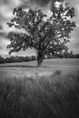 Sıcak yaz gününde alandaki uzun muhteşem meşe ağaç