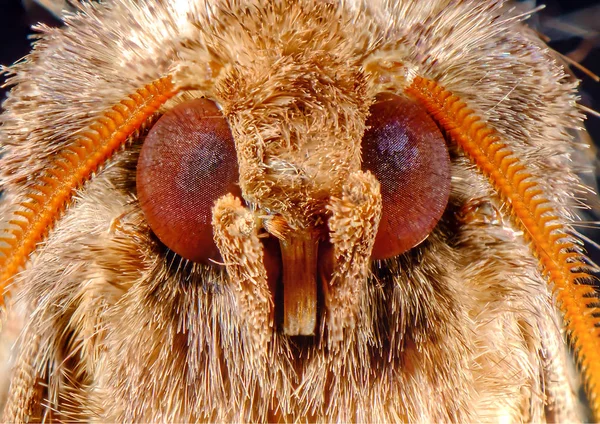 Ακραία Closeup Μακροεντολή Κοινή Metarranthis Σκώρος Μάτια — Φωτογραφία Αρχείου