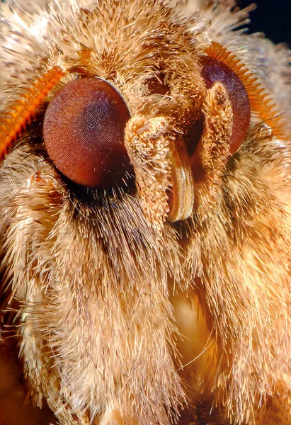 Extreme Closeup Macro Common Metarranthis Moth Eyes — Stock Photo, Image