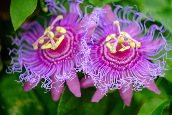 Passiflora Incarnata Purple Passionflower Backyard Garden Selective Focus — Stock Photo, Image