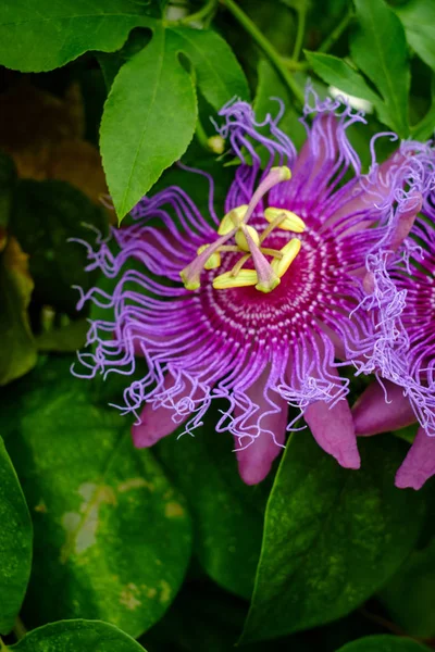 Passiflora Incarnata Purple Passionflower Backyard Garden Selective Focus — Stock Photo, Image