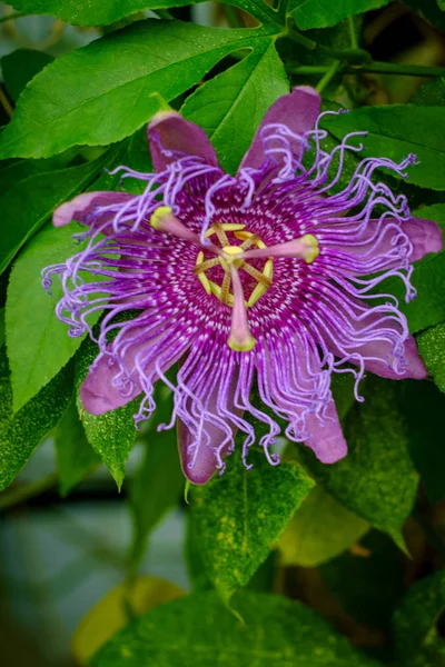 Passiflora Incarnata Purple Passionflower Backyard Garden Selective Focus — Stock Photo, Image