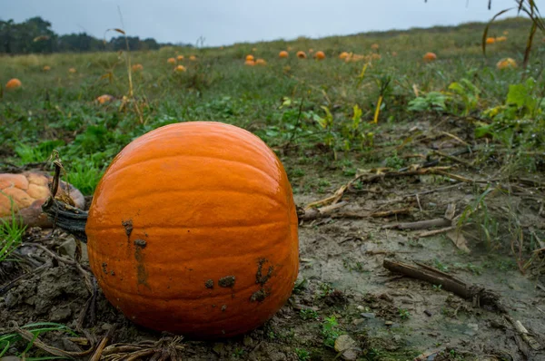 Orange Pumpkins Pumkin Patch Wet Rainy Autumn Day — Stock Photo, Image