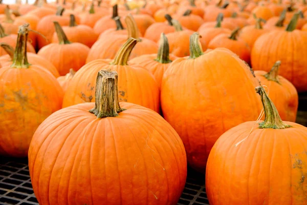 Many Ripe Pumpkins Display Local Farmers Market — Stock Photo, Image