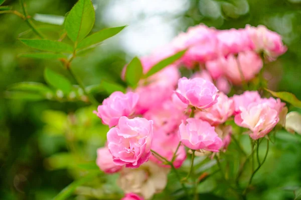 Plusieurs Petites Roses Roses Arbustives Dans Jardin Arrière Cour — Photo