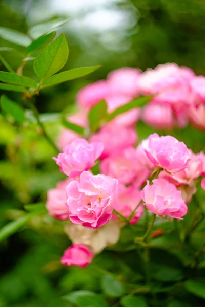 Arka Bahçede Birkaç Küçük Pembe Çalı Gülleri — Stok fotoğraf