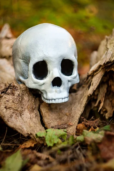 Děsivé Zračil Halloween Lebka Staré Dřevo Pařez — Stock fotografie