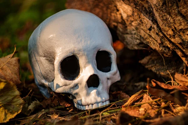 Crânio Halloween Assustador Sem Mandíbula Velho Tronco Árvore Madeira — Fotografia de Stock