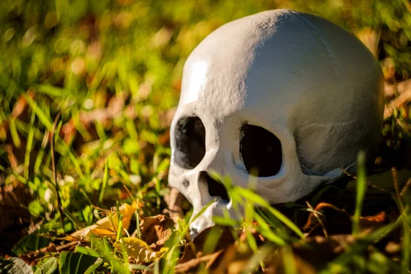 Spaventoso Teschio Halloween Senza Mascella Autunno Foglie Cadute — Foto Stock