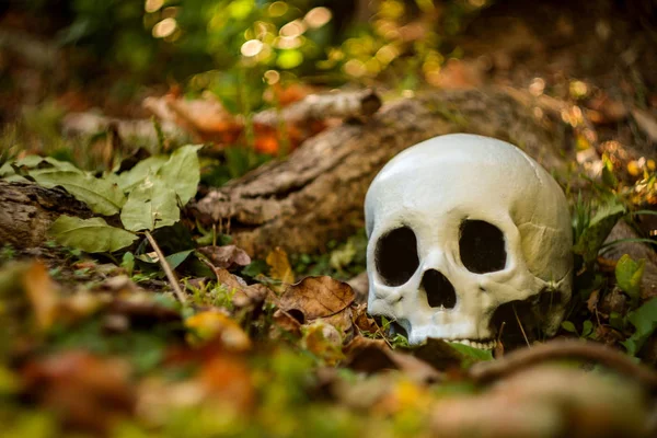 Scary Jawless Halloween Skull Autumn Fallen Leaves — Stock Photo, Image