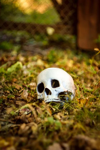 Crânio Assustador Sem Mandíbula Halloween Outono Folhas Caídas — Fotografia de Stock