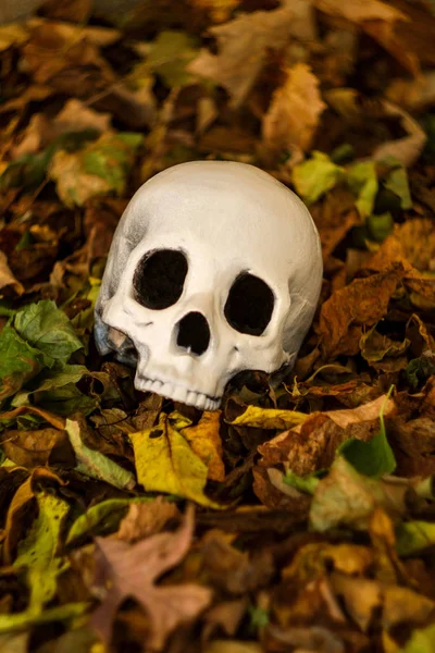 Crânio Assustador Sem Mandíbula Halloween Outono Folhas Caídas — Fotografia de Stock