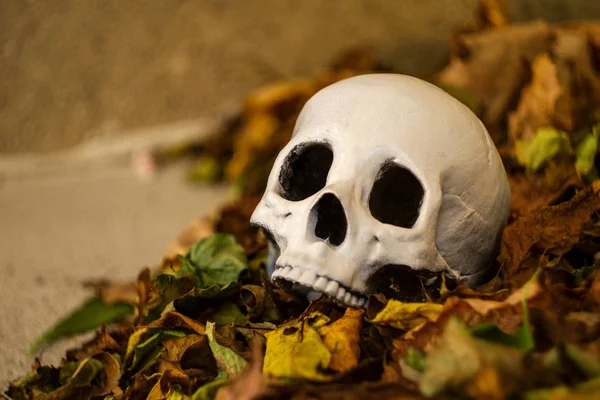 Calavera Halloween Sin Mandíbulas Aterradora Hojas Caídas Otoño —  Fotos de Stock