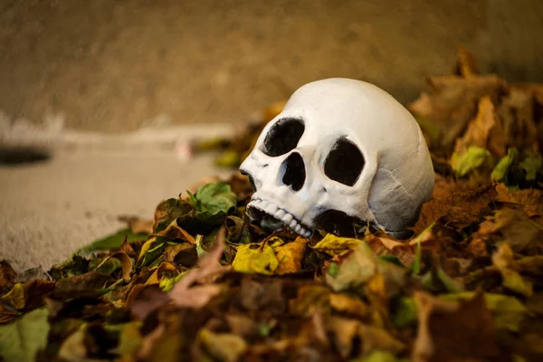 可怕的黎明头骨在秋天的落叶 — 图库照片