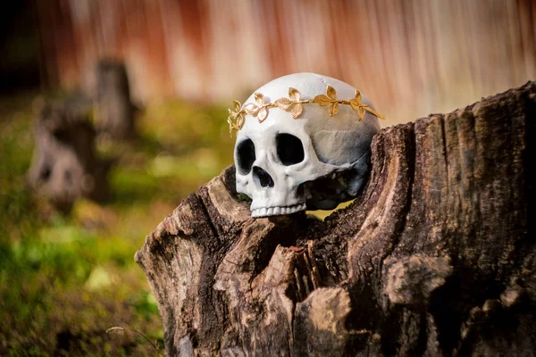Human skeleton skull of King or Queen wearing royal gold leaf crown