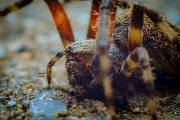 Extreme Closeup Macro Hairy Orb Weaver Spider — Stock Photo, Image