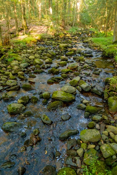 Forest stream water frozen in time splashing against mossy rocks