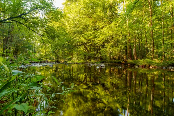 夏日有树木倒影的森林溪水 — 图库照片