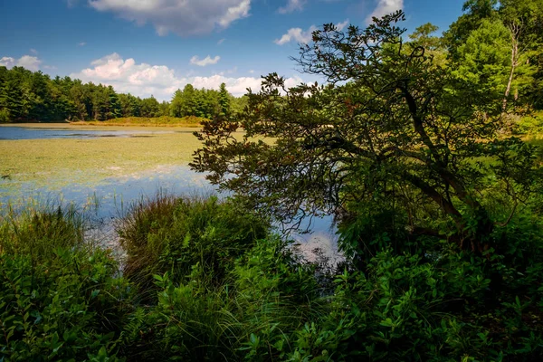 夏日阳光灿烂的沼泽湿地自然景观 — 图库照片